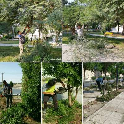 عملیات گسترده هرس ، فرم دهی و بازپیرایی درختان سطح شهر توسط شهرداری خرمشهر