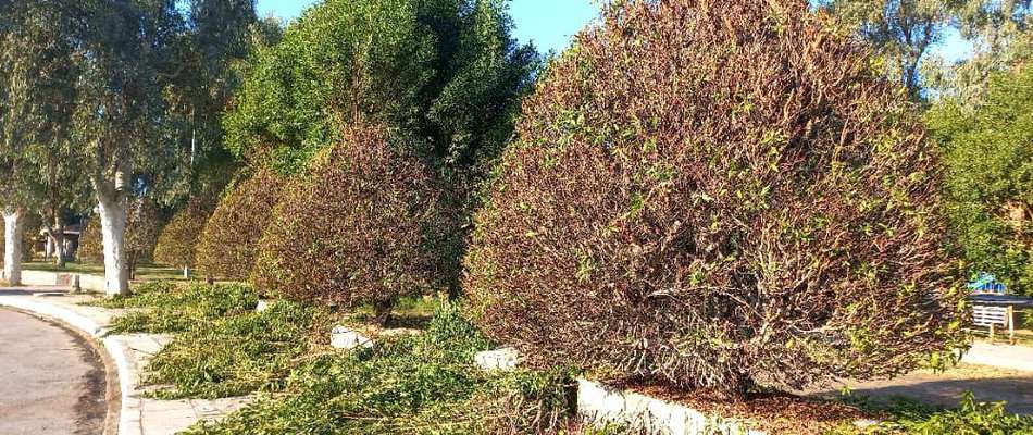 شهردارى خرمشهر سه اكيپ را جهت هرس و فرم دهى درختان سطح شهر فعال كرد