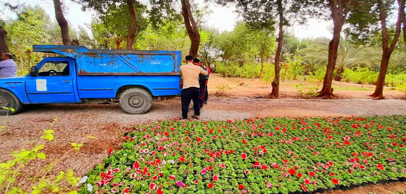 آغاز کاشت پنجاه هزار گُل توسط شهرداری خرمشهر در پارکها و فضاهای سبز