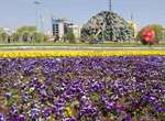 روند کاشت گل در معابر شهر ارومیه تداوم دارد