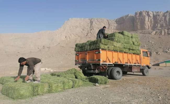 نذر علوفه برای وحوش پارک ملی و پناهگاه حیات وحش کلاه قاضی