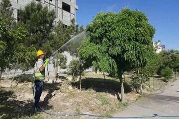 اجرای گسترده سمپاشی در فضاهای سبز تبریز