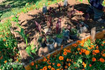 فضای سبز شهرک زعفرانیه با گل‌های تابستانه مزین شد