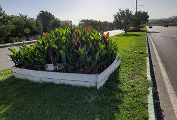 کاشت ۱۵۰ هزار گلدان گل نشائی در گلکاری تابستانه منطقه ۳