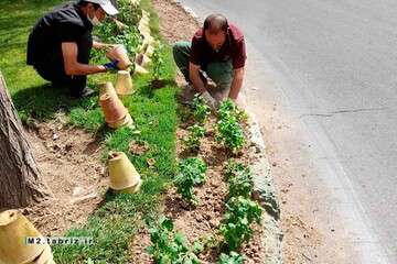 بوته گل‌های داوودی زینت‌بخش معابر سطح حوزه شهرداری منطقه ۲