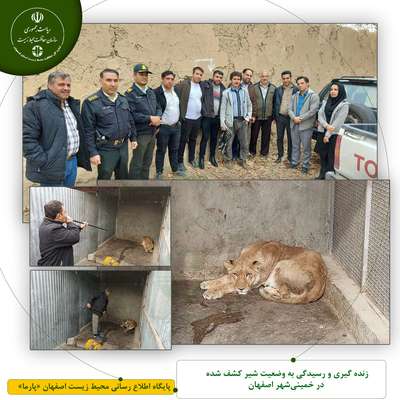 زنده گیری و رسیدگی به وضعیت شیر کشف شده در خمینی‌شهر اصفهان