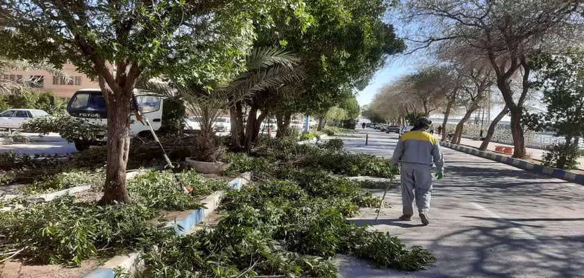 هرس ، فرم دهی و بازپیرایی درختان سطح شهر توسط شهرداری خرمشهر