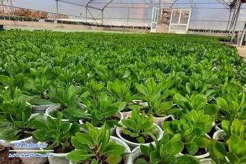 ۶۵ هزار نشاء تولید شده در گلخانه‌های شهرداری منطقه ۷ به بهار رسیدند