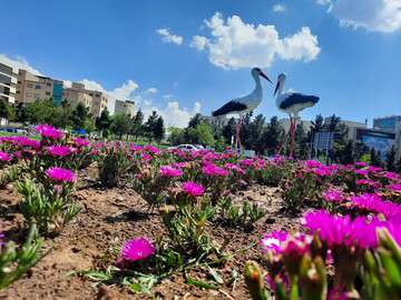 آغاز کاشت گلهایی نشائی در جنوب غرب تبریز