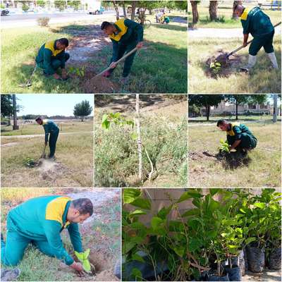 آغاز کاشت نهال مثمر توت در پارک ها و فضاهای سبز توسط شهرداری خرمشهر
