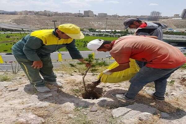 بیش از دو هزار اصله نهال کاج سیاه در شهرک مرزداران کاشته می‌شود
