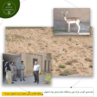 رهاسازی یک آهو در پارک ملی و پناهگاه حیات وحش موته اصفهان