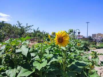 رنگین کمانی از گلهای تابستانه در پارک ستارخان