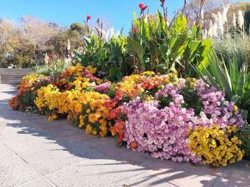 جلوه گری زیبای گل های داودی در باغ گلستان