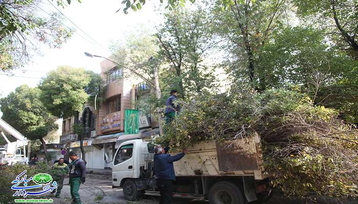 عملیات حذف شاخه های خشک درختان سطح شهر