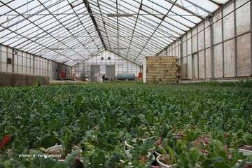 تولید ۲/۵ میلیون بوته انواع گونه‌های گیاهی توسط سازمان سیما و منظر تبریز