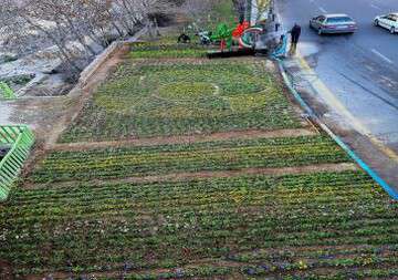 کاشت ۲۲۰ هزار نهال و گل در سطح منطقه یک در قالب طرح "استقبال از بهار"