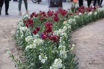 کاشت ۲۵ هزار گل شب بو در جنوب غرب تبریز