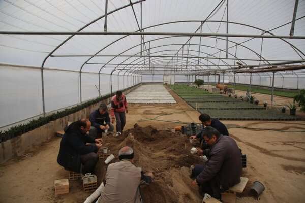 تولید بیش از ۲۸ هزار گلدان گل نشایی در گلخانه‌های منطقه ۷ تبریز