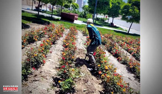 کاشت بیش از ۳۰۰۰ بوته انواع گل رز در شهرک خاوران