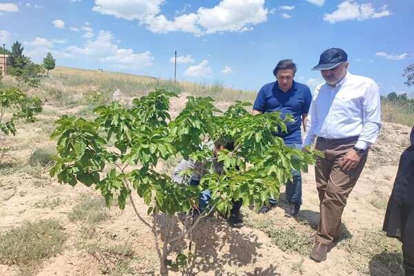 آغاز ماراتن سبز شهرداری برای فروغ دوباره باغ‌شهر تبریز