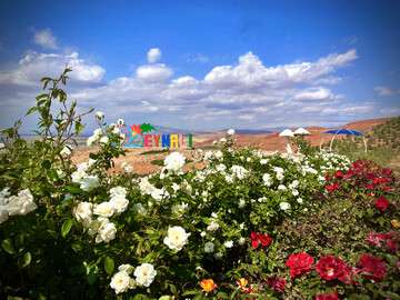 بیش از ۲۵۰۰ بوته گل رز در تفرجگاه عینالی کاشت شد