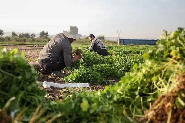 محله حکم‌آباد تبریز قدمتی به بلندای تاریخ؛ چالش های فرارو، بایدها و نبایدها