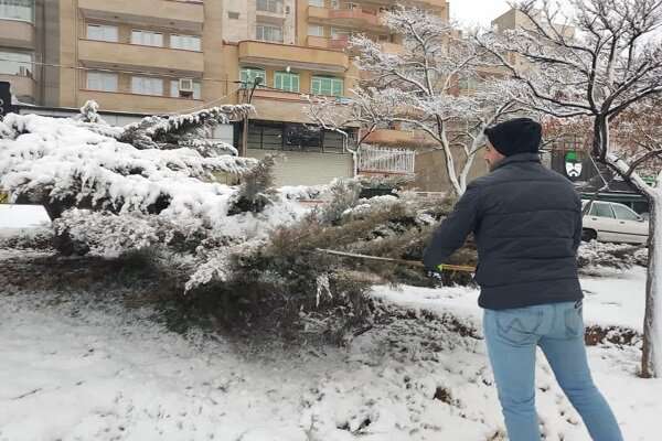 درختان فضاهای سبز شرق تبریز برف تکانی شد