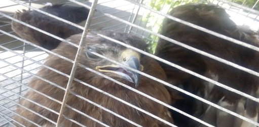 یک عقاب صحرایی در فولادشهر کشف شد