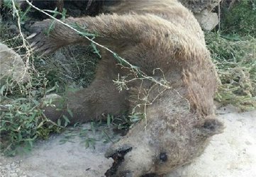 کشف جسد یک قلاده خرس قهوه ای در استان خراسان شمالی