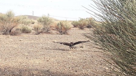 یک عقاب صحرایی در زیستگاه های شهرستان لنجان رها سازی شد