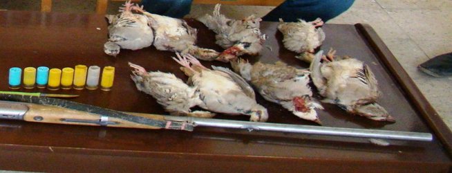 متخلف شکار وصید ۸  کبک در گلپایگان دستگیر شد