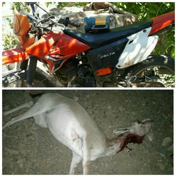 دو متخلف شکار همراه با لاشه یک آهو در کاشان دستگیر شدند