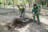 اجرای طرح جمع‌آوری برگ‌های درختان در جهت ایجاد خاک برگ مناسب