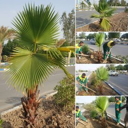 کاشت نخل بصورت انبوه در لاین کندرو بلوار علی ابن ابیطالب (ع) خرمشهر