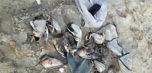دستگیری متخلف شکار و صید ۱۲ پرنده وحشی در تالاب بین المللی گاو خونی