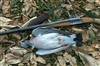 کشف و ضبط ۴ قطعه کبوتر وحشی از یک شکارچی متخلف در سرپل ذهاب