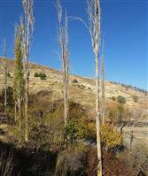 درختان قطع شده در امانیه درختان خشک وپوسیده و براساس مجوز کمیسیون حفظ و گسترش فضای سبز قطع شد